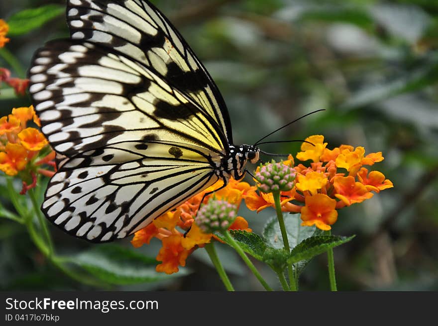 Feeding Large Tree Nymph,aka,Idea leuconoe