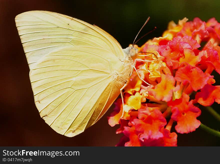 Orange Barred Sulfur,aka,Phoebis philea