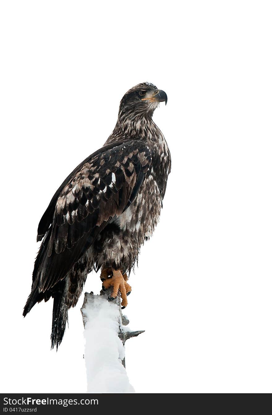 Bald eagle of  sitting on a branch of dead tree.Haliaeetus leucocephalus washingtoniensis. Isolated on white. Bald eagle of  sitting on a branch of dead tree.Haliaeetus leucocephalus washingtoniensis. Isolated on white