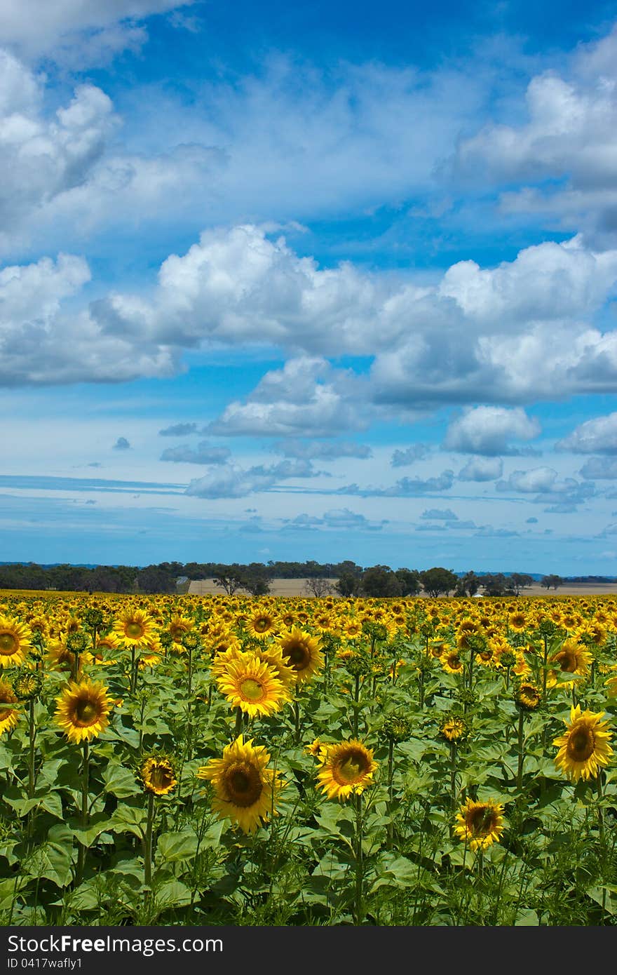 A field of sunflowers