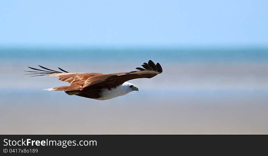 Brahmani Kite in flight