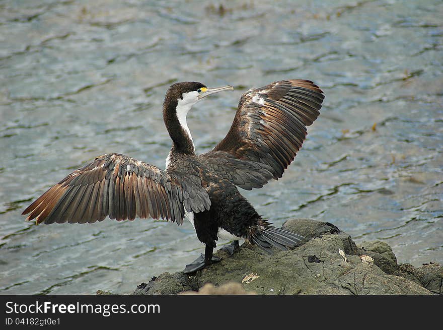 The European Shag or Common Shag (Phalacrocorax aristotelis) is a species of cormorant. It breeds around the rocky coasts of western and southern Europe, southwest Asia and north Africa, mainly wintering in its breeding range except for northernmost birds. In Britain this seabird is usually referred to as simply the Shag. This photo was taken in Coopers Beach, New Zealand. The European Shag or Common Shag (Phalacrocorax aristotelis) is a species of cormorant. It breeds around the rocky coasts of western and southern Europe, southwest Asia and north Africa, mainly wintering in its breeding range except for northernmost birds. In Britain this seabird is usually referred to as simply the Shag. This photo was taken in Coopers Beach, New Zealand.