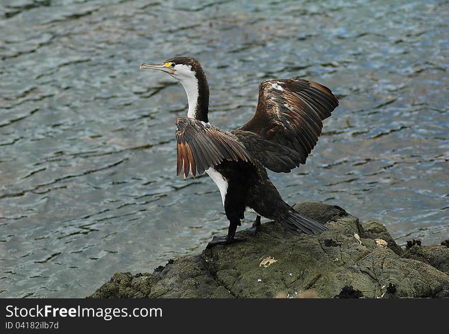 The European Shag or Common Shag (Phalacrocorax aristotelis) is a species of cormorant. It breeds around the rocky coasts of western and southern Europe, southwest Asia and north Africa, mainly wintering in its breeding range except for northernmost birds. In Britain this seabird is usually referred to as simply the Shag. This photo was taken in Coopers Beach, New Zealand. The European Shag or Common Shag (Phalacrocorax aristotelis) is a species of cormorant. It breeds around the rocky coasts of western and southern Europe, southwest Asia and north Africa, mainly wintering in its breeding range except for northernmost birds. In Britain this seabird is usually referred to as simply the Shag. This photo was taken in Coopers Beach, New Zealand.