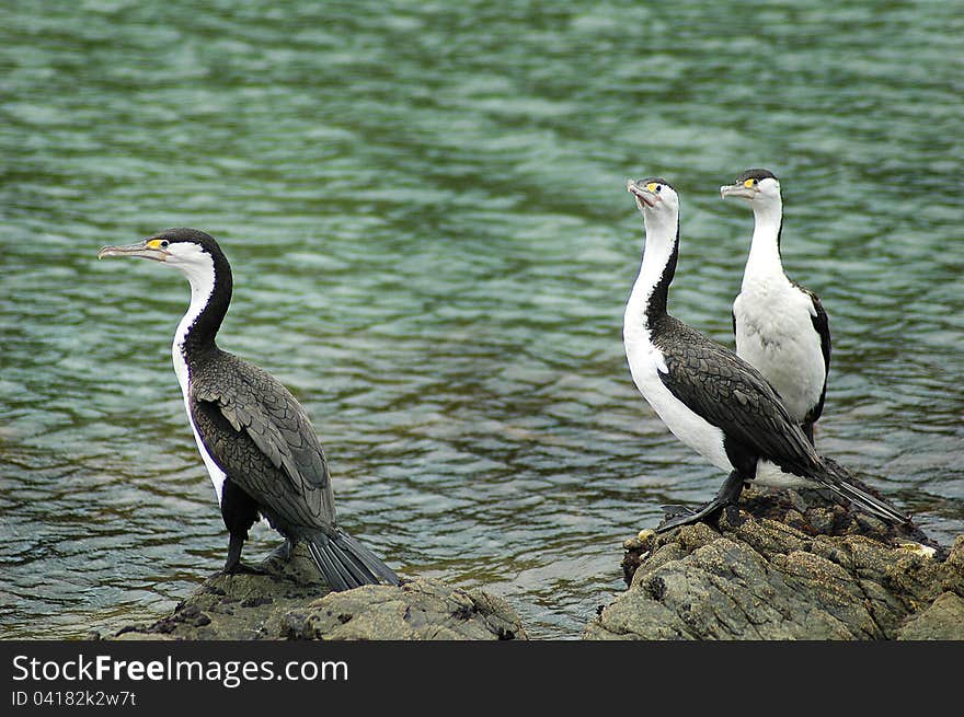 The European Shag or Common Shag (Phalacrocorax aristotelis) is a species of cormorant. It breeds around the rocky coasts of western and southern Europe, southwest Asia and north Africa, mainly wintering in its breeding range except for northernmost birds. In Britain this seabird is usually referred to as simply the Shag. This photo was taken in Coopers Beach, New Zealand. The European Shag or Common Shag (Phalacrocorax aristotelis) is a species of cormorant. It breeds around the rocky coasts of western and southern Europe, southwest Asia and north Africa, mainly wintering in its breeding range except for northernmost birds. In Britain this seabird is usually referred to as simply the Shag. This photo was taken in Coopers Beach, New Zealand.