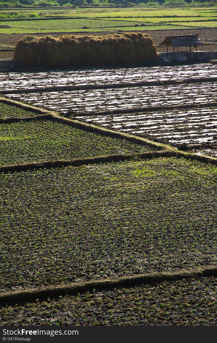 Fields before harvest