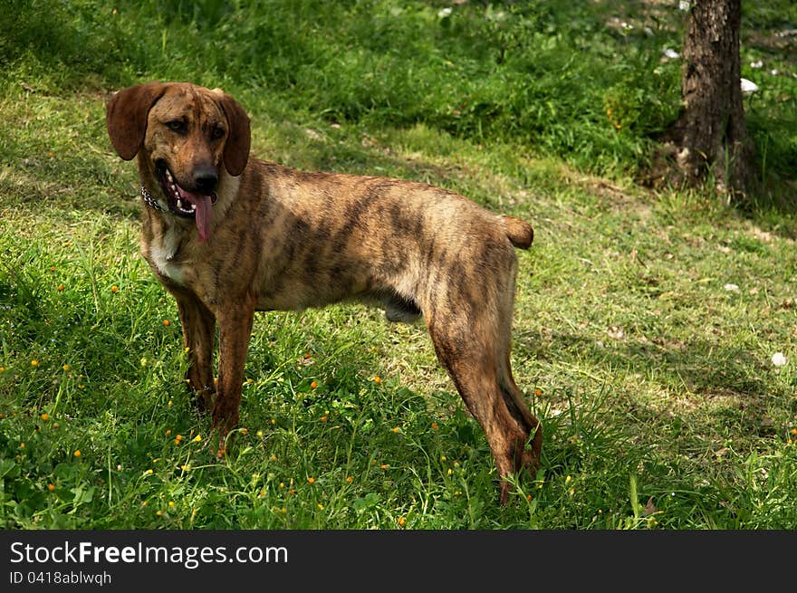 Portrait of hunting dog in the meadow