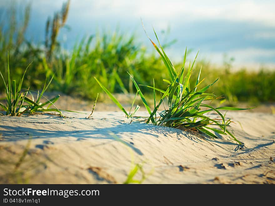 Background of freshly grown sprouts of grass. Background of freshly grown sprouts of grass