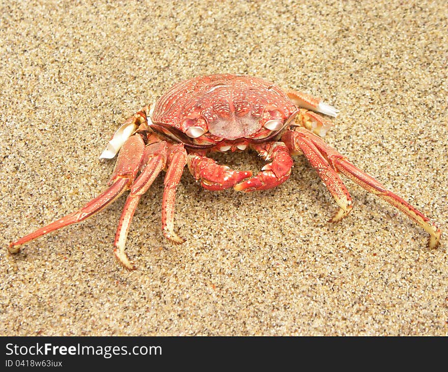 Red crab on the sand beach