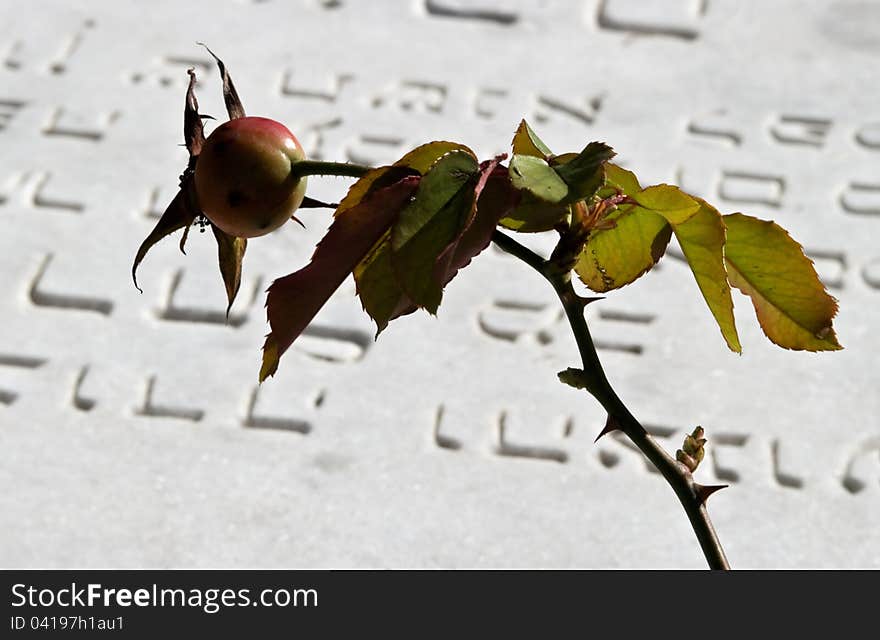 Red rose hip over Jewish gravestone