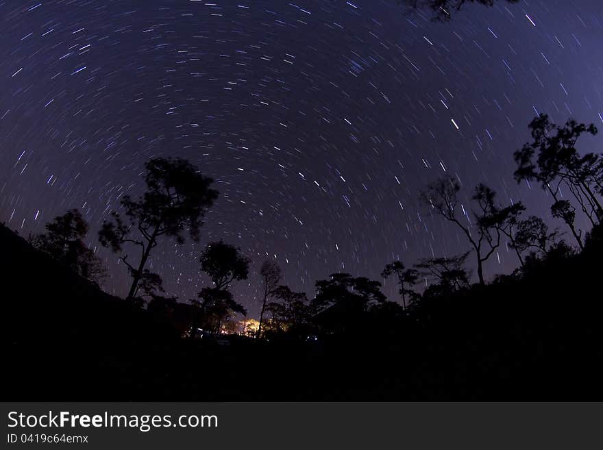 Star tail over tie pine tree. Star tail over tie pine tree