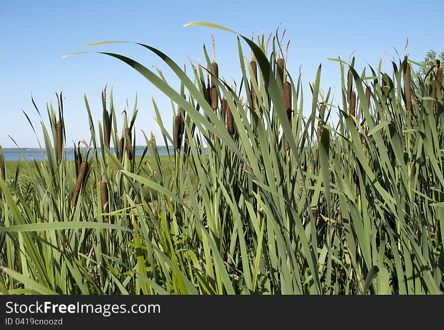 Cattail thickets