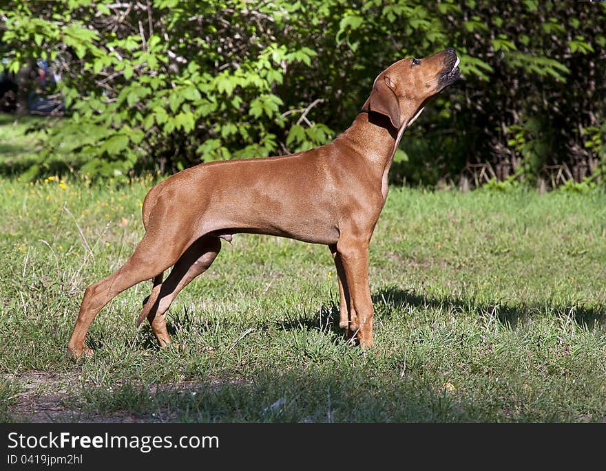 A beautiful African junior male Rhodesian Ridgeback  standing in a rack in park. A beautiful African junior male Rhodesian Ridgeback  standing in a rack in park