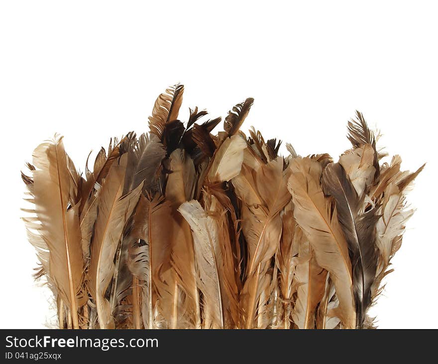 Chicken feathers are brown in color isolated on white background.