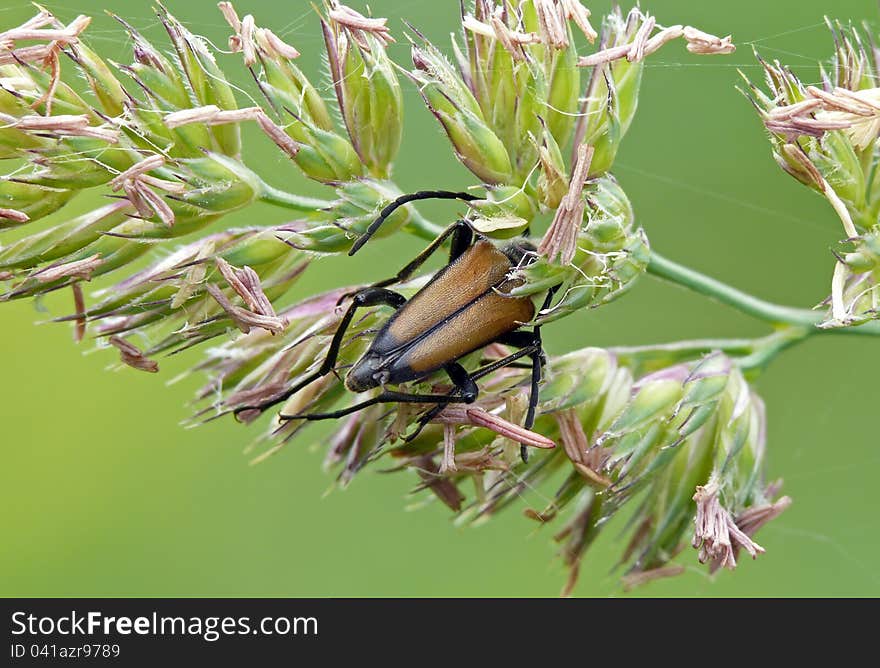 Flower longhorn beetle lurk in bent.