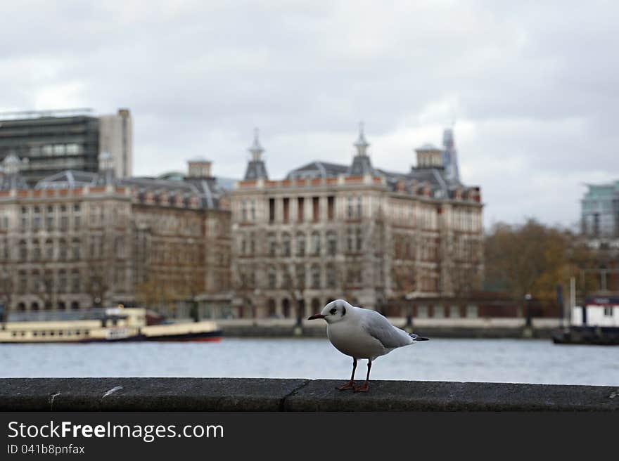 Seagull On Bank Of Thames