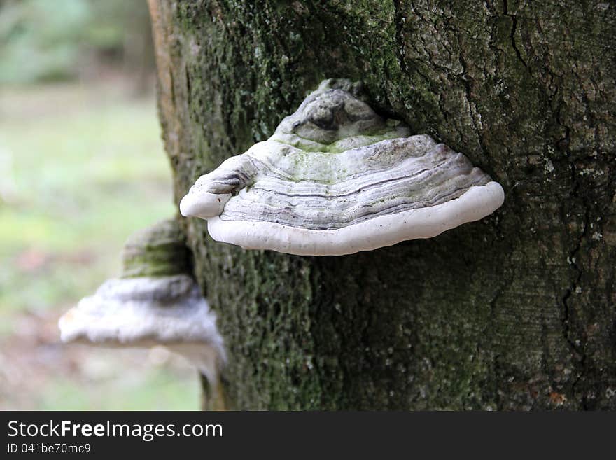 Trametes versicolor in the Veluwe The Netherlands