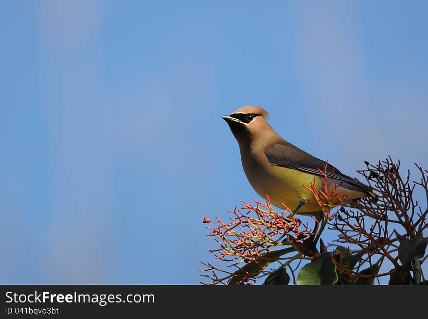 A cedar waxwing bird standing on top of a bush.