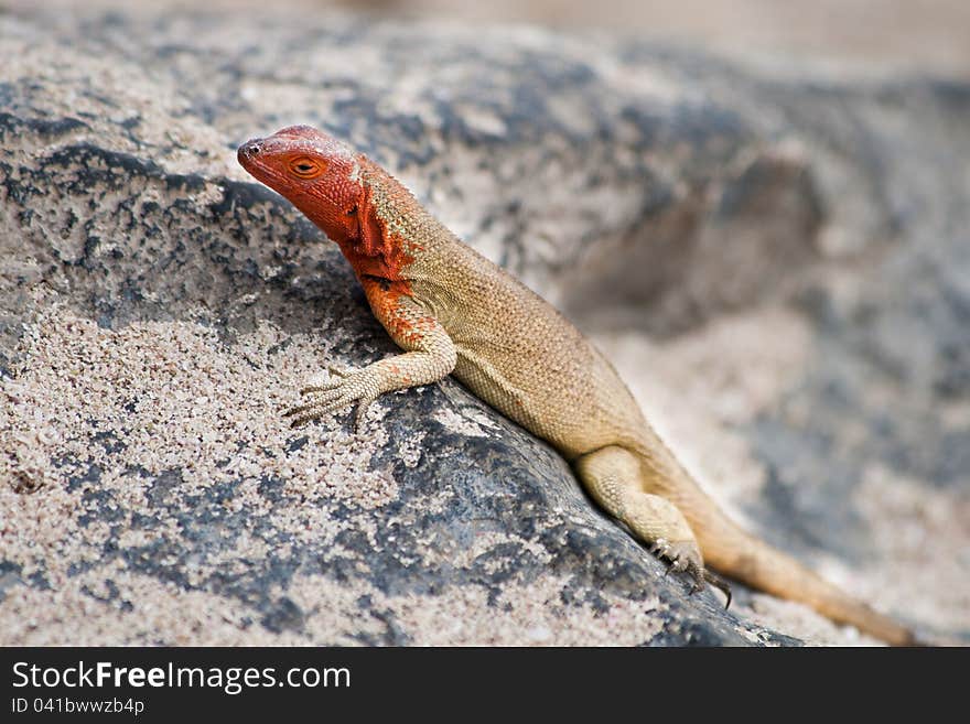 Female española lava lizard (Tropidurus delanonis) from Española Island, Galapagos, Ecuador. Female española lava lizard (Tropidurus delanonis) from Española Island, Galapagos, Ecuador