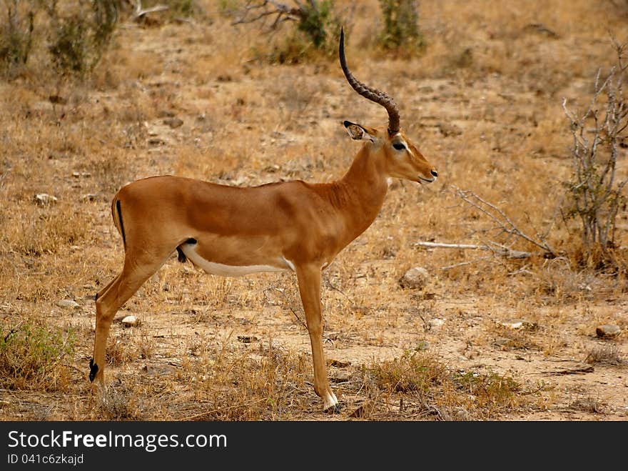 Impala Antelope