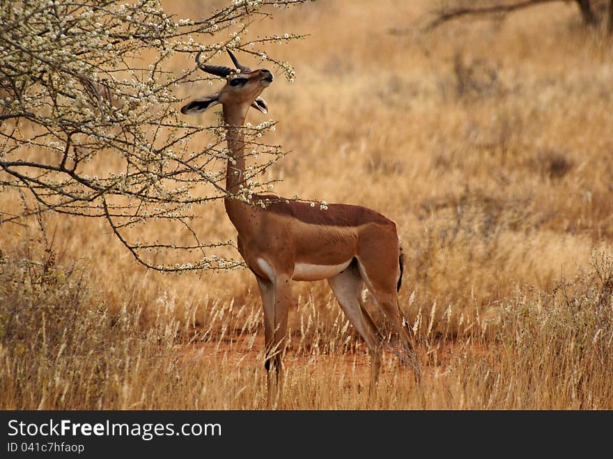 Gerenuk