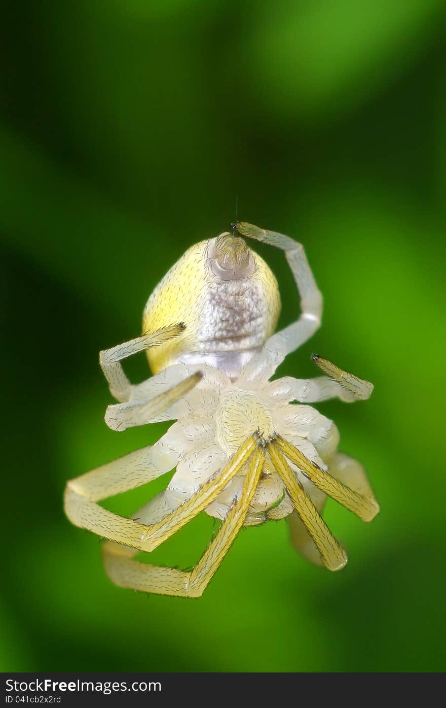 Spider close up hangs on an invisible cobweb