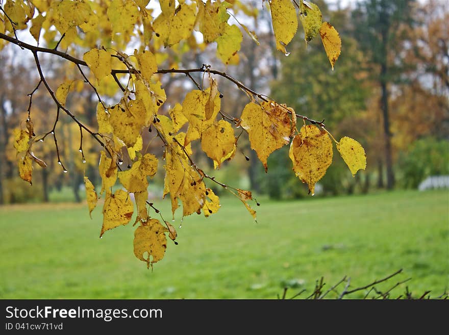 Autumn leaves with water droplet after rain. Autumn leaves with water droplet after rain