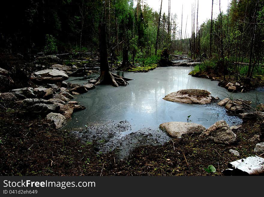 The swamp pond