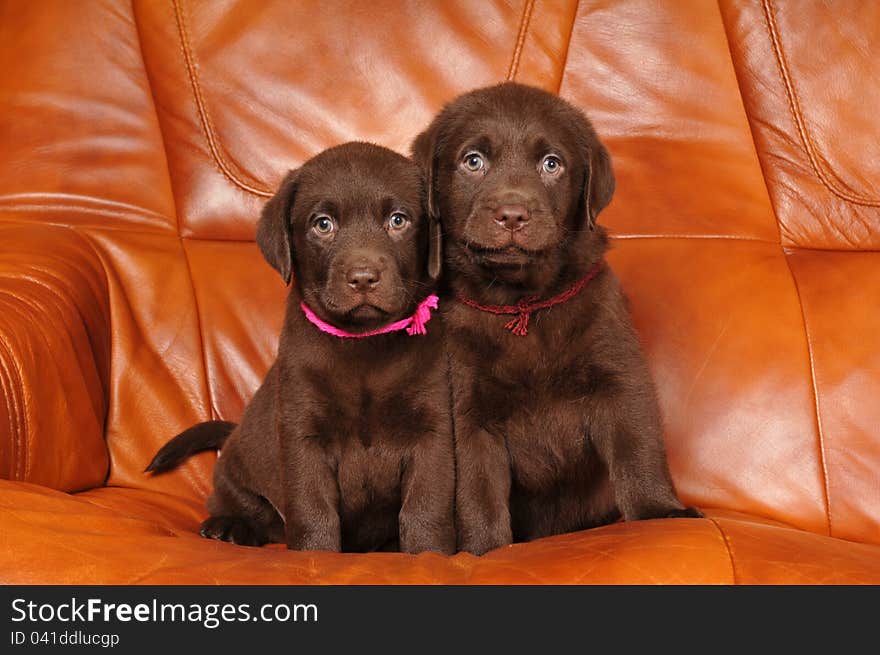 Portrait of two cute brown labrador puppies sit on leather sofa. Boy and girl, brother and sister looking at camera. Portrait of two cute brown labrador puppies sit on leather sofa. Boy and girl, brother and sister looking at camera.