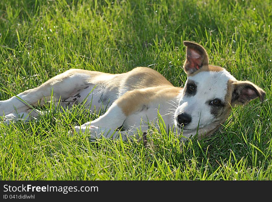 Puppy lying on green grass and looking at the camera. Puppy lying on green grass and looking at the camera