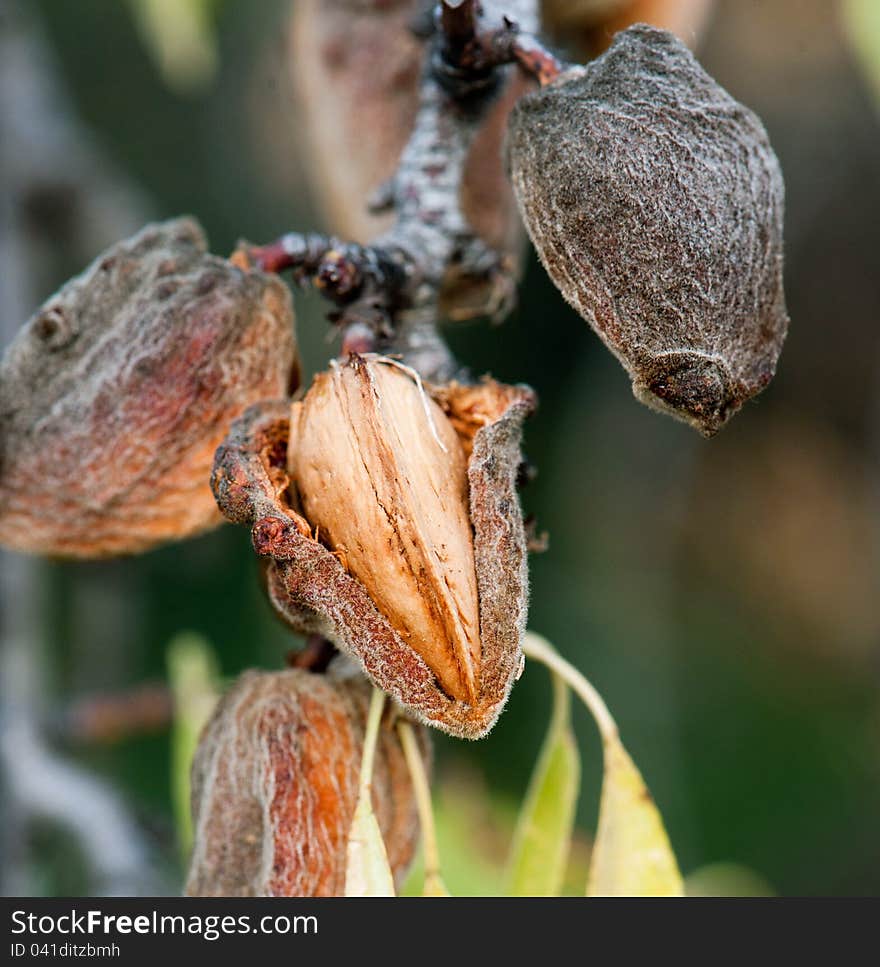 Ripe Almendra On Branches