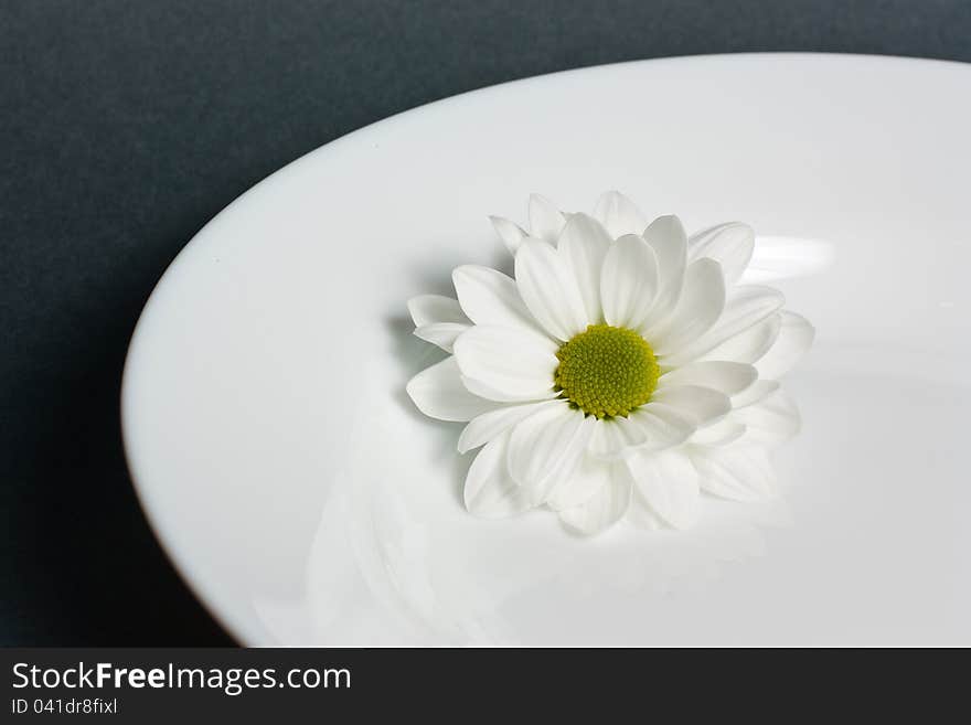 White chrysanthemum on white plate