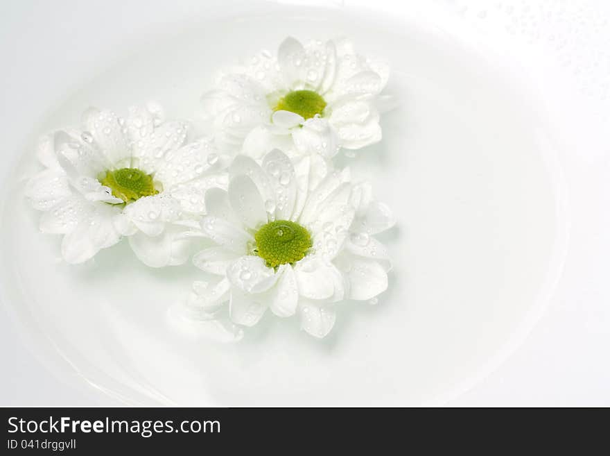 White chrysanthemum floating on water. White chrysanthemum floating on water