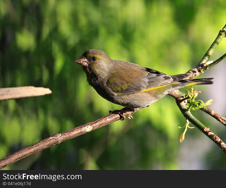 Green-finch