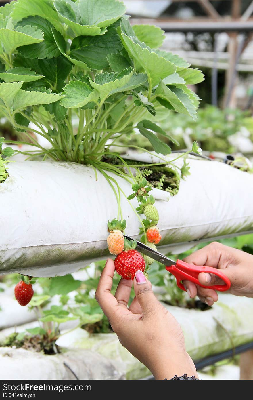 Harvesting Of Strawberry Fruit From The Field