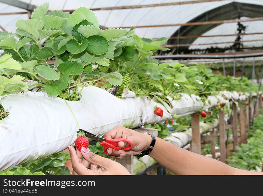 Harvesting of strawberry fruit from the field