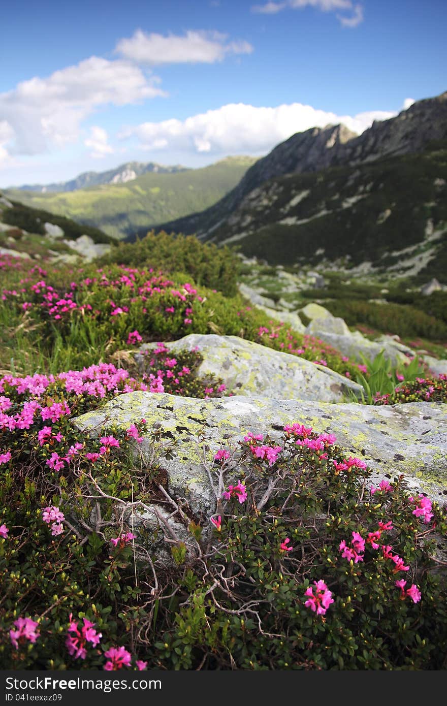 Alpine flowers - wild heath (Rhododendron) growing over lichen boulders over an entire mountain slope. Alpine flowers - wild heath (Rhododendron) growing over lichen boulders over an entire mountain slope