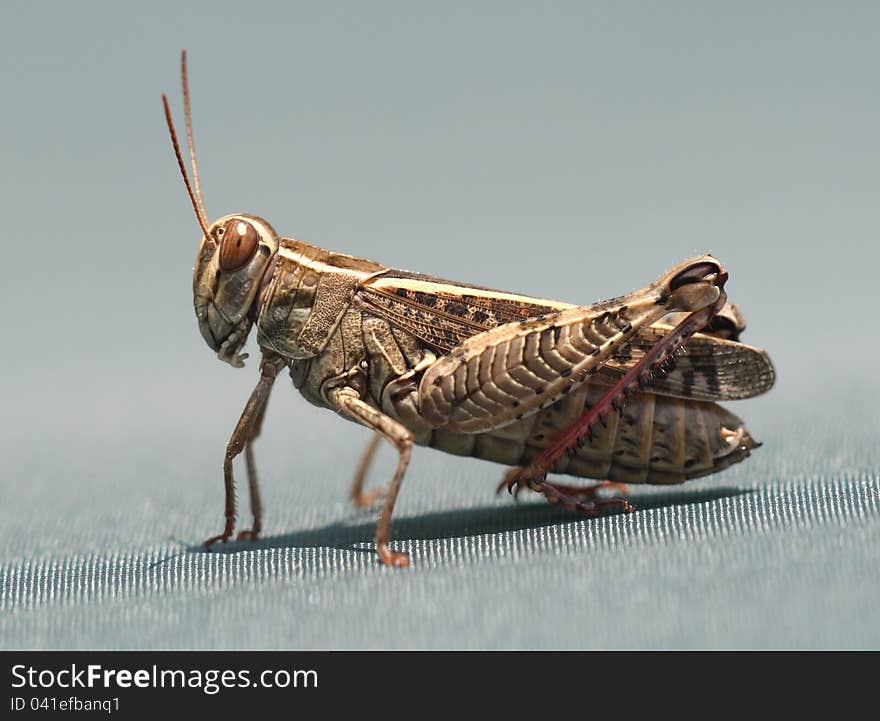 Side view of a grasshopper with super details on its legs and exoskeleton. Side view of a grasshopper with super details on its legs and exoskeleton