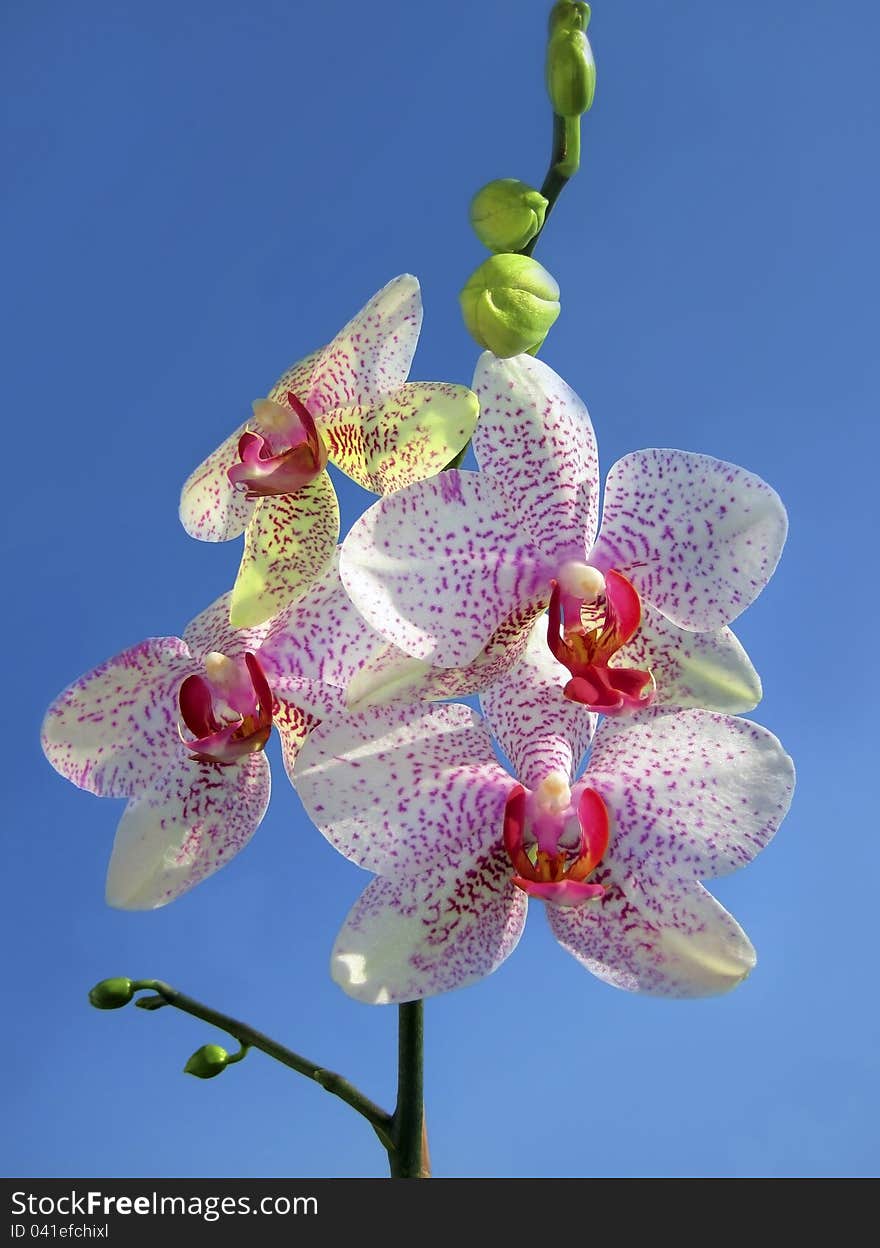 White with red dots orchid on a blue background. White with red dots orchid on a blue background