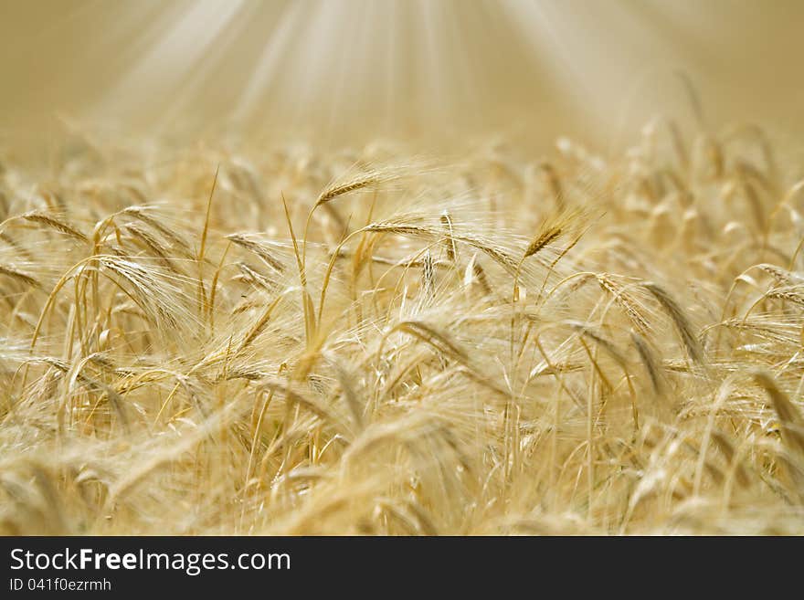 Golden spikelets of wheat in the sunlight. Golden spikelets of wheat in the sunlight.