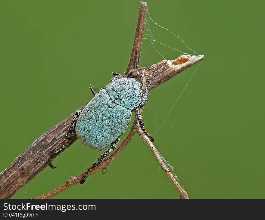 Beetle (Hoplia parvula) on stick.