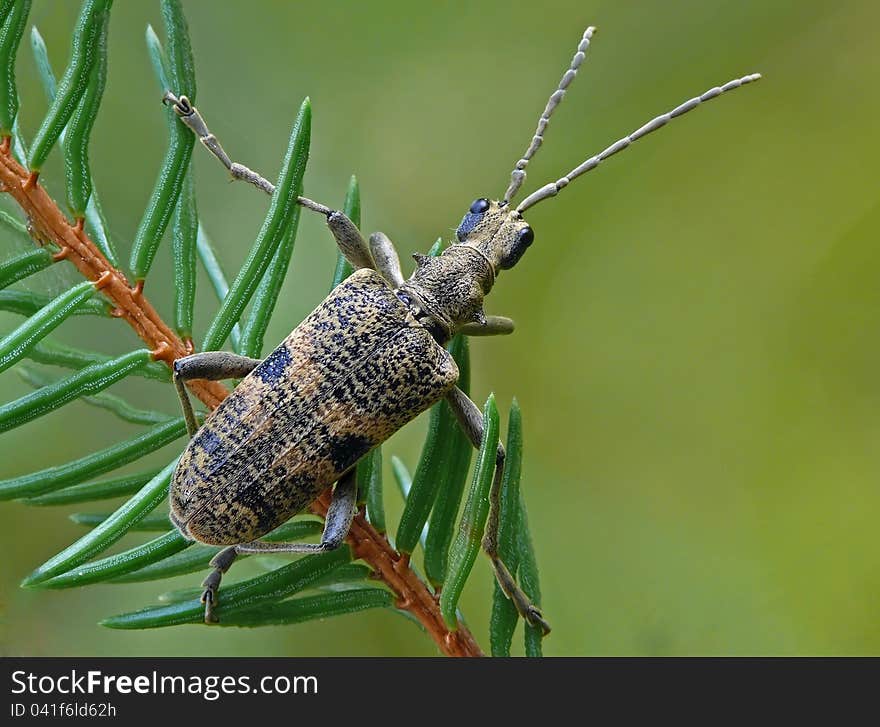 Blackspotted pliers support beetle on fir.