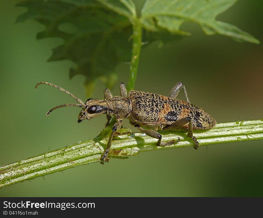 Blackspotted pliers support beetle on nettle.