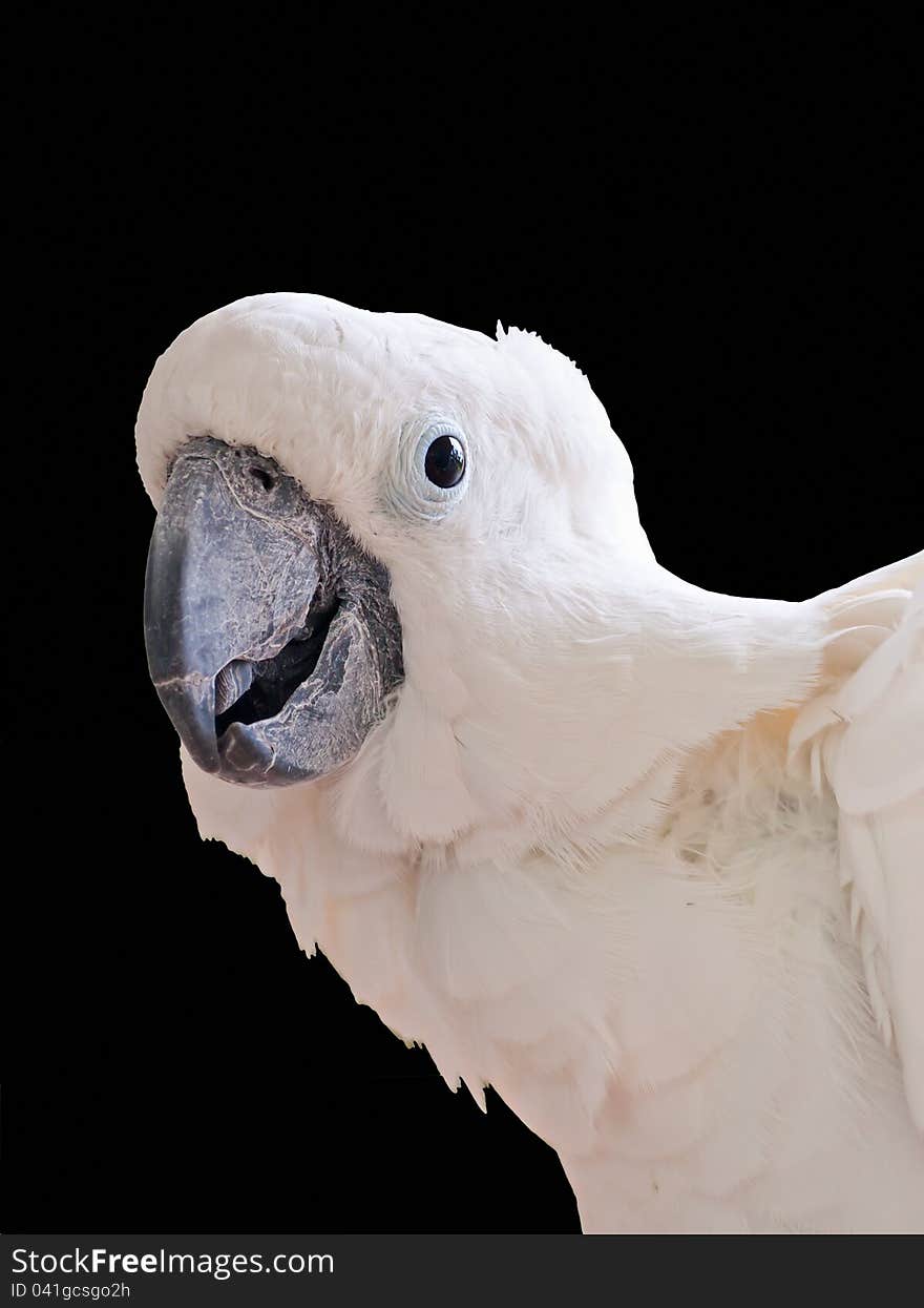 White Cockatoo isolated