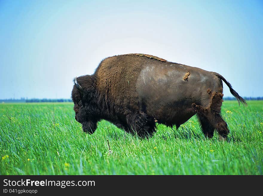 In the steppe bison grazing alone moulting