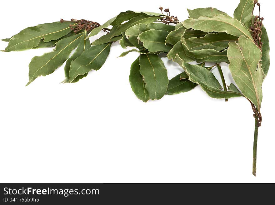 Sprig of laurel tree.