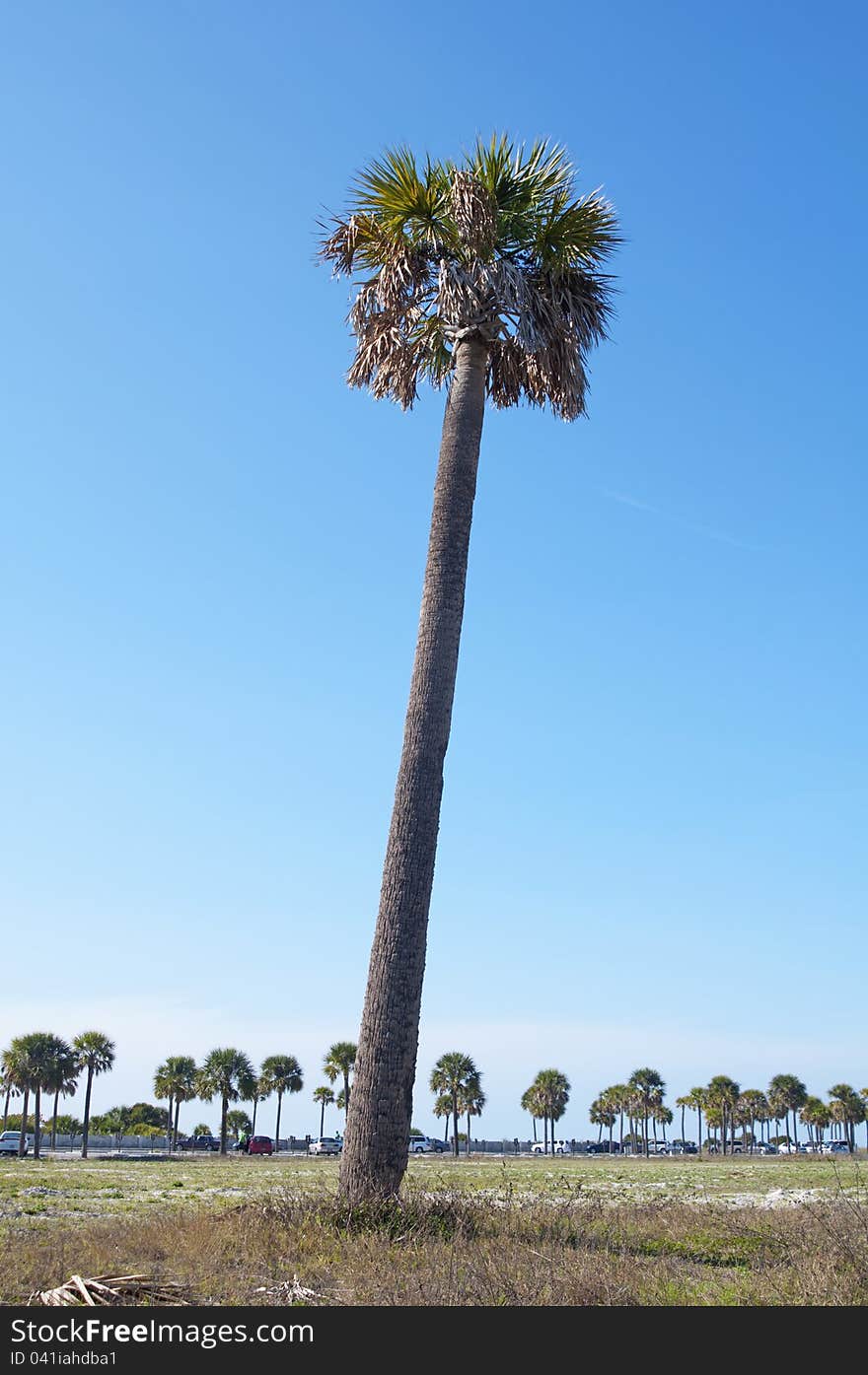 A slanted palm tree in the foreground and more trees in the back. Upham Beach, Florida.