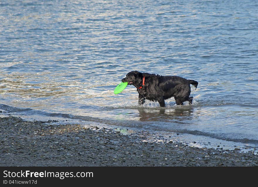 Black dog playing with a frisbee