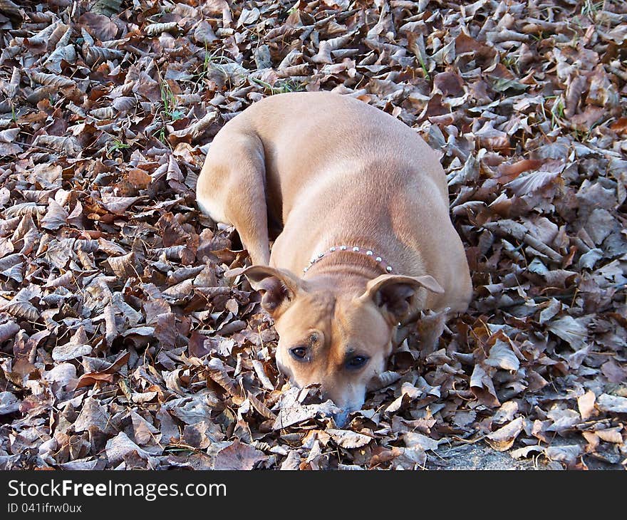 Dog laying down and hiding his snout under dry, fallen leafs. Dog laying down and hiding his snout under dry, fallen leafs.