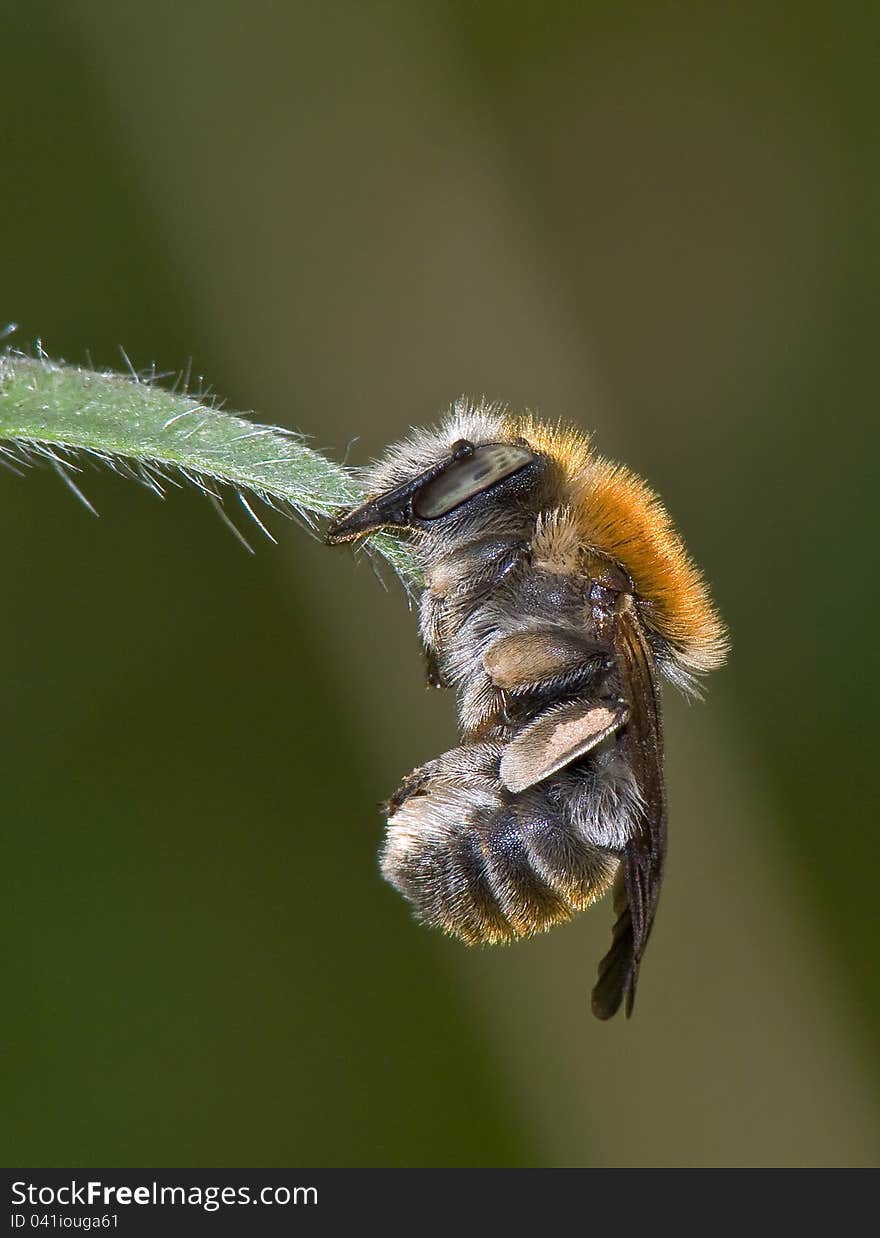 Sleeping bumble bee in an early morning. Sleeping bumble bee in an early morning.