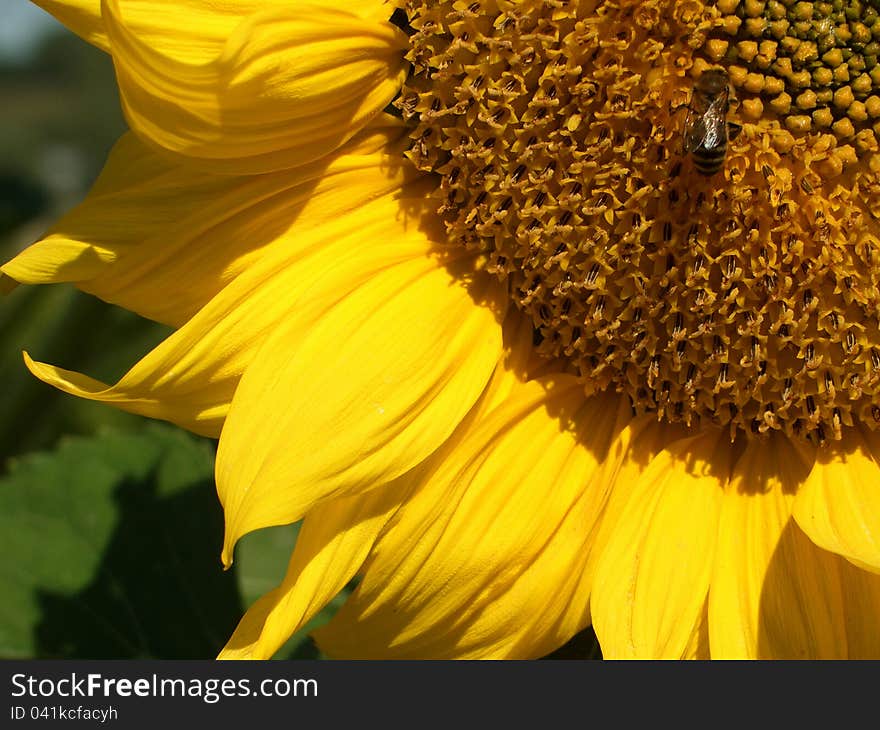 Sunflower